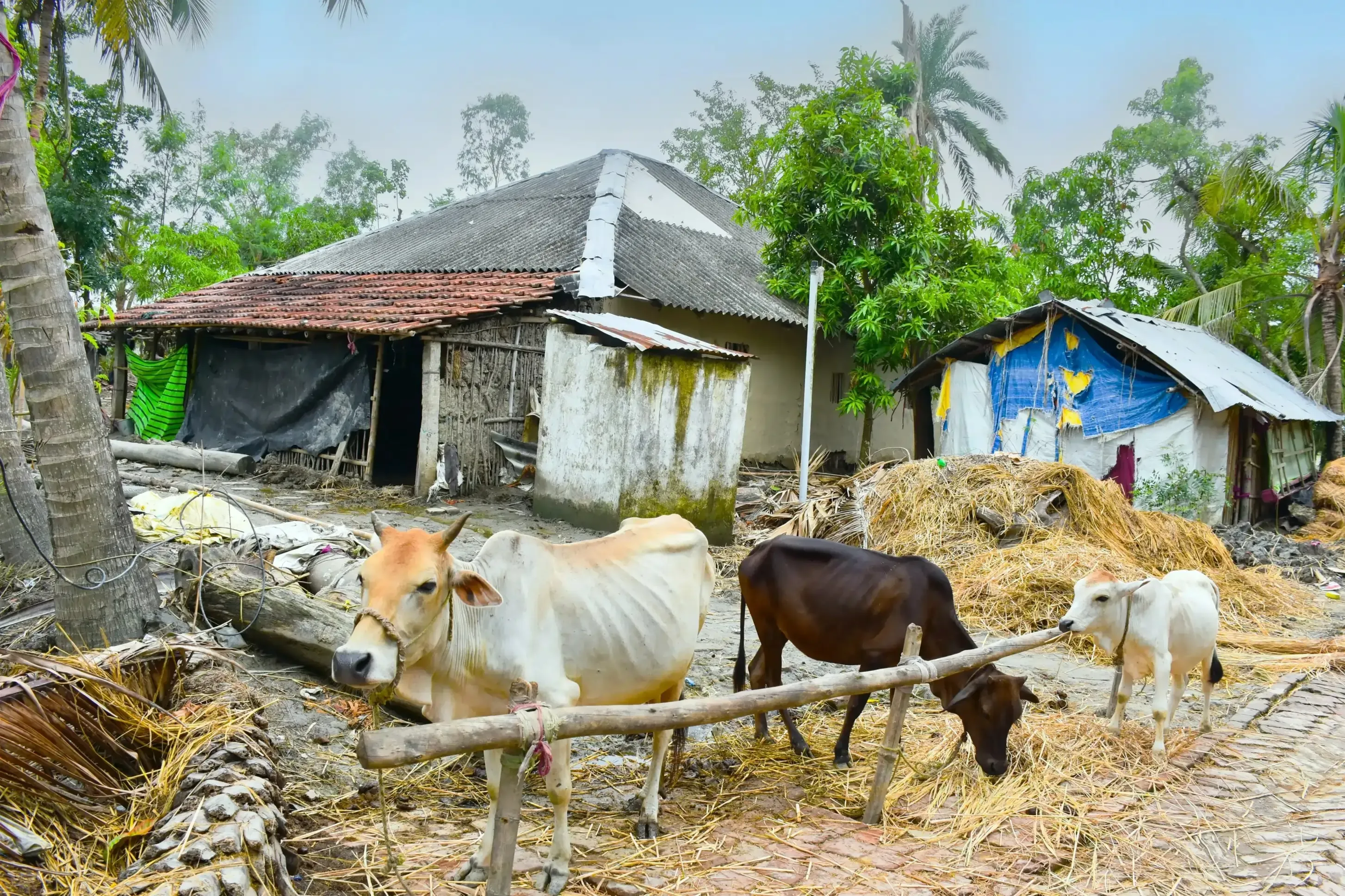 Rescuing and Healing Animals